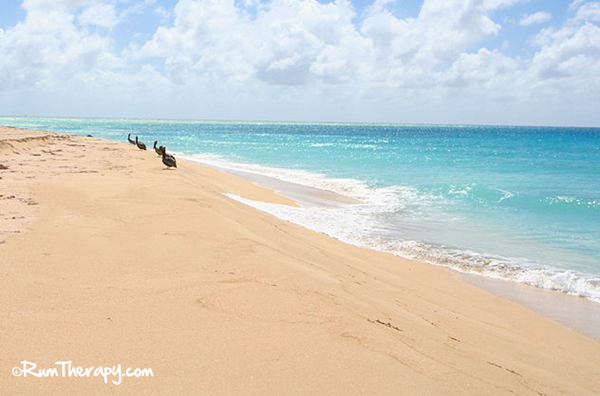 sandy point run