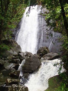 El Yunque Rain Forest, Puerto Rico | Rum Therapy